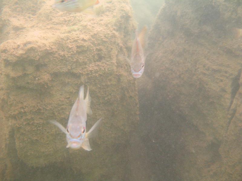 Scuba Table Rock 092.jpg